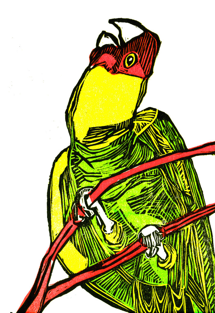 carolina parakeet_web