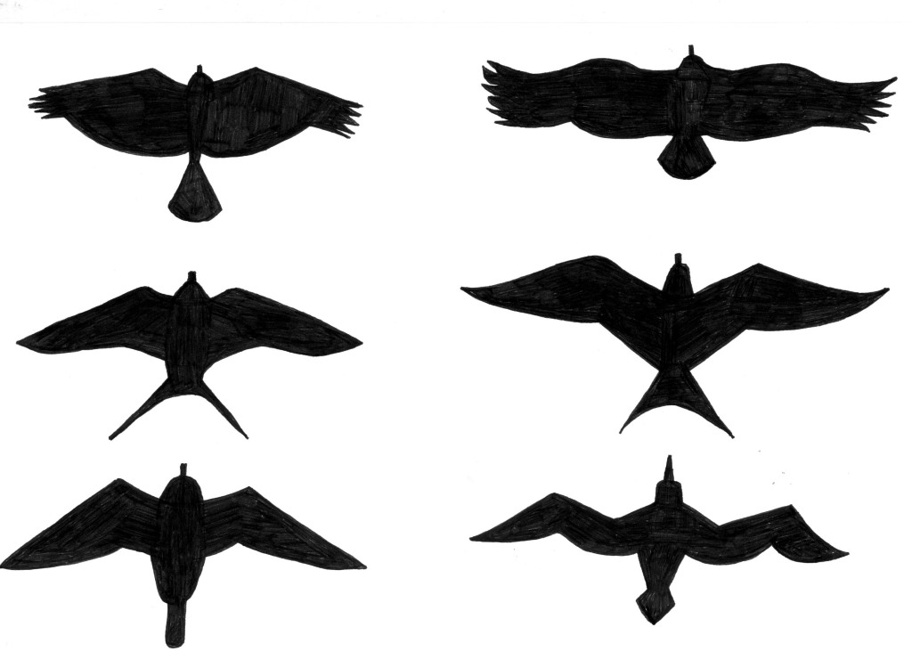 wing span diagram black and whtie