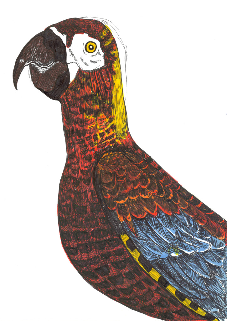 cuban red macaw