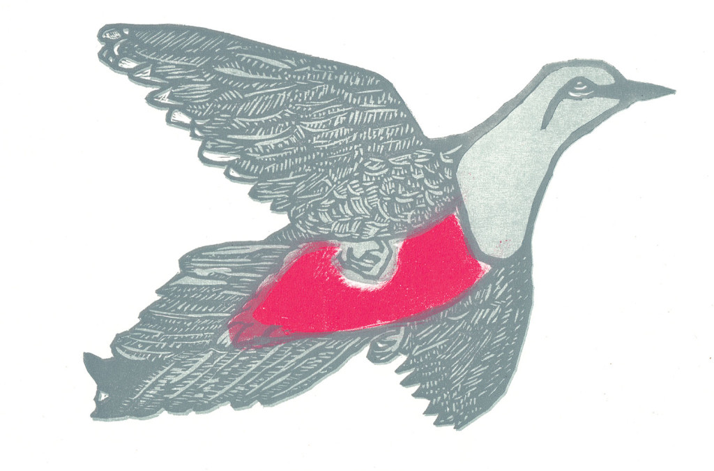 pigeon2