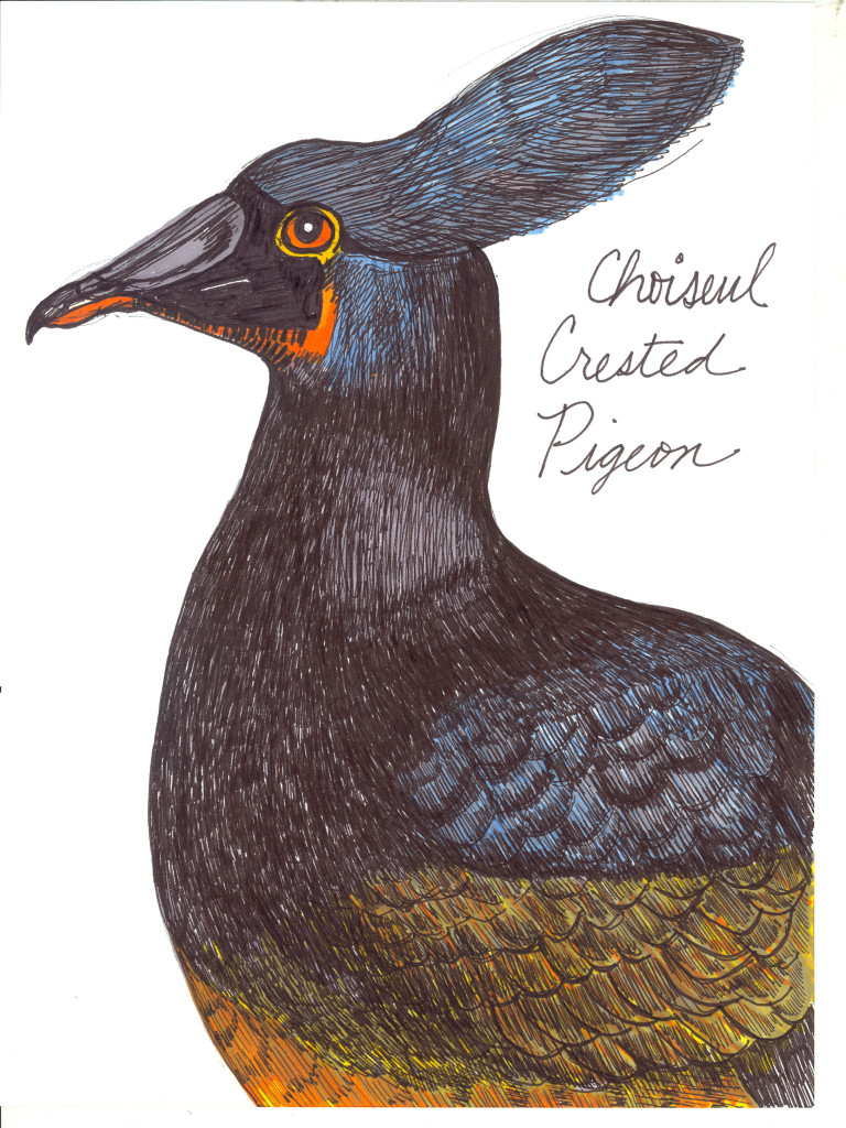 choiseul crested pigeon