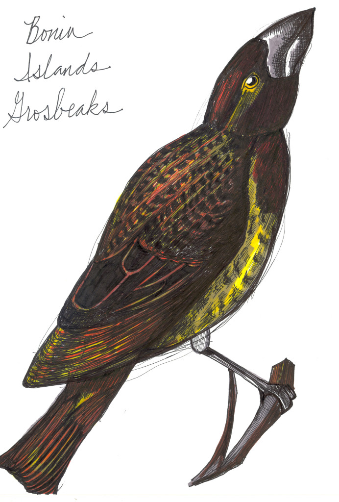 Bonin Islands Grosbeak
