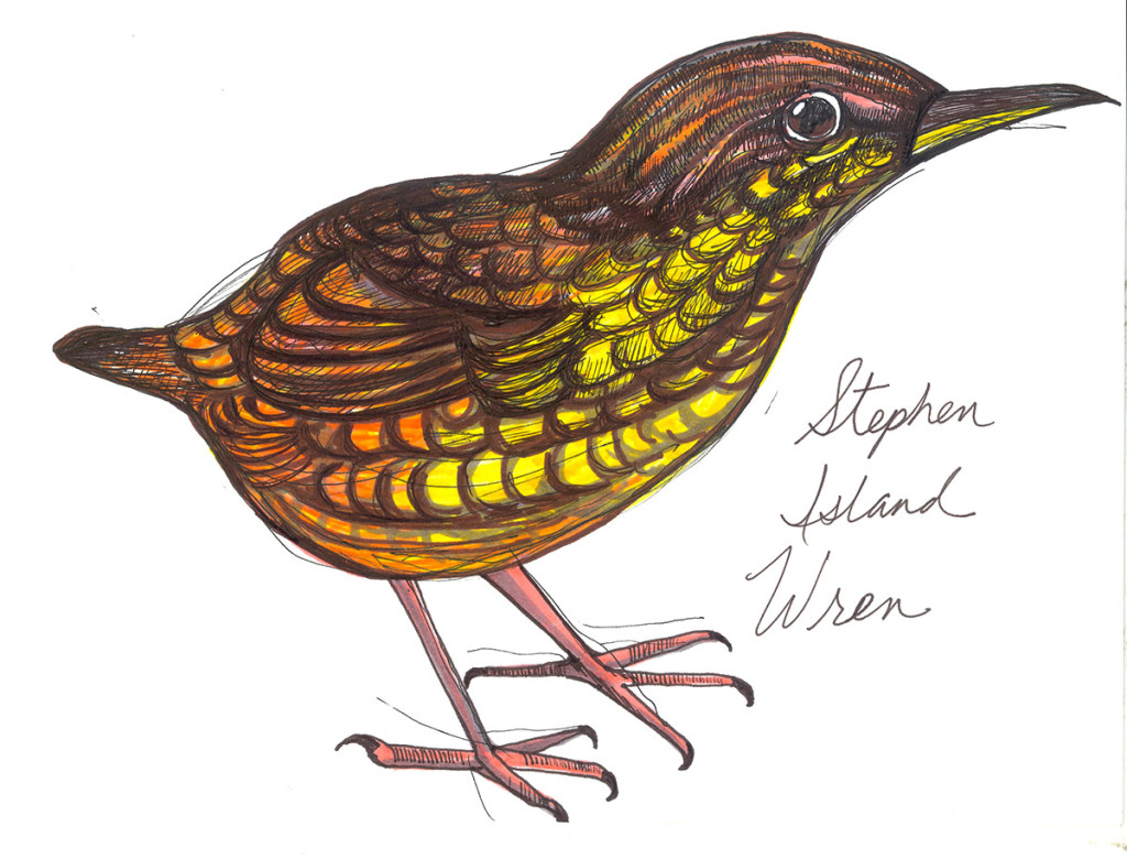 steven island wren web