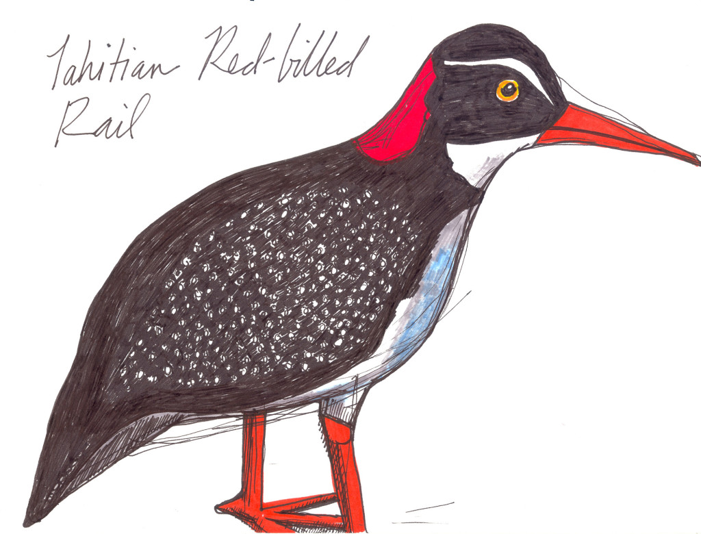 Tahitian Red Billed Rail