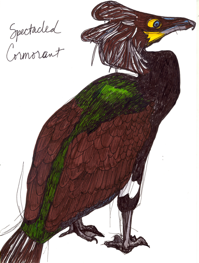 spectacled cormorant