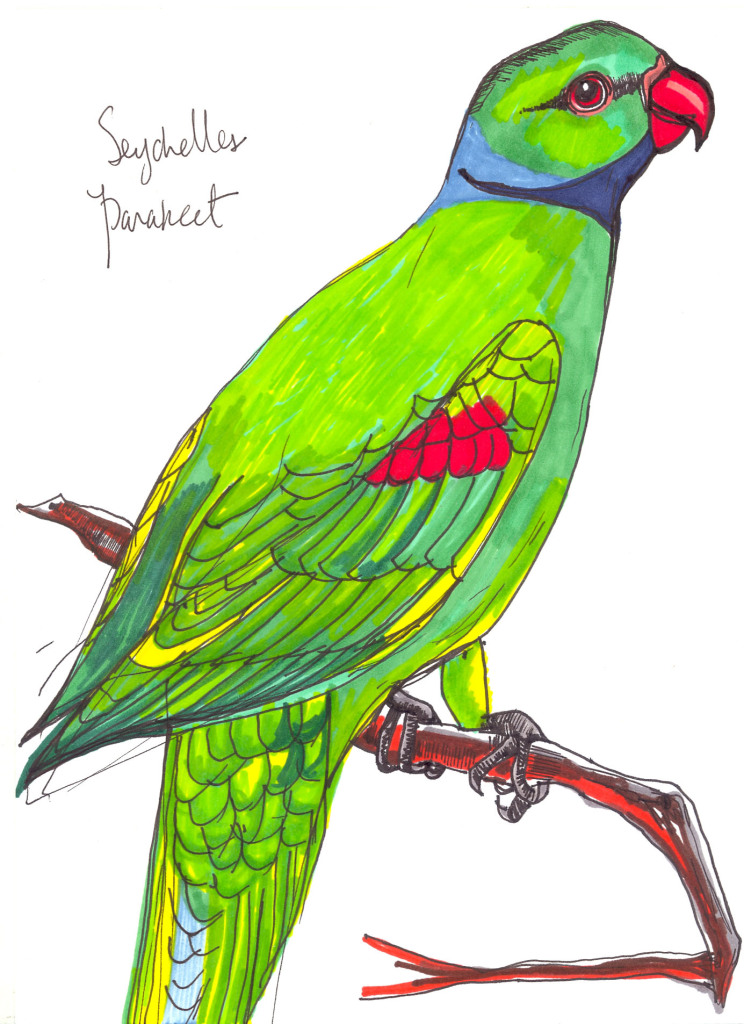 seychelles parakeet