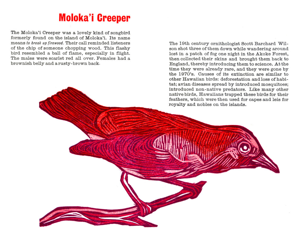molokai creeper_spread